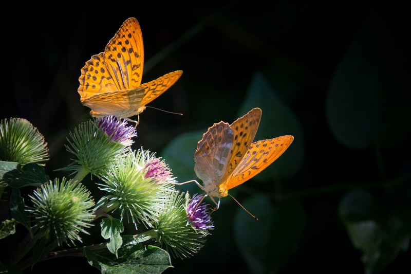 Butterfly in a Magical Garden